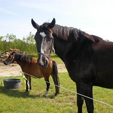 Dansk Varmblod Matilde Bakkely 
