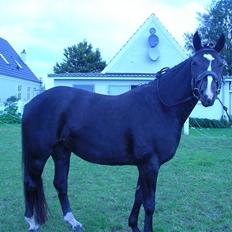 Dansk Varmblod Matilde Bakkely 