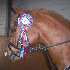 Anden særlig race Bauke <3 R.I.P 