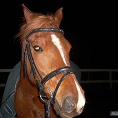 Anden særlig race Bauke <3 R.I.P 