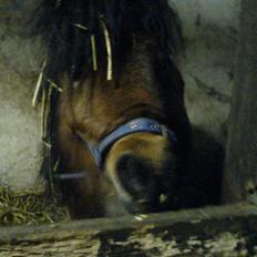 Shetlænder Spivrit (Solgt)