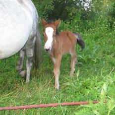Shetlænder Lady (Solgt)