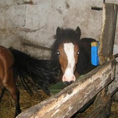 Shetlænder Lady (Solgt)