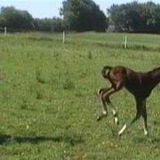 Dansk Varmblod Whitney død :(