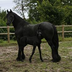 Frieser Willy 'fan Panhuys'