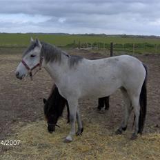 Welsh Partbred (Sec F) Destiny´s Irony