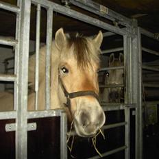 Fjordhest Freja