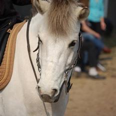Anden særlig race Kiki Danmarksmester i Trail
