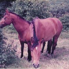 Trakehner Fleur - Død