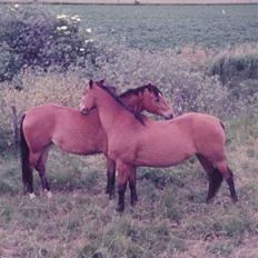 Trakehner Fleur - Død