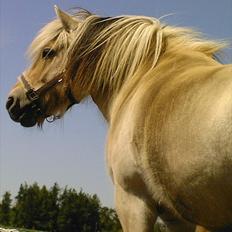 Fjordhest klaus gibson