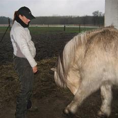 Fjordhest klaus gibson