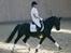 New Forest Lotte - Lottes far, Pedro (: