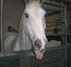 Anden særlig race Pilgrim <3 { R.I.P }