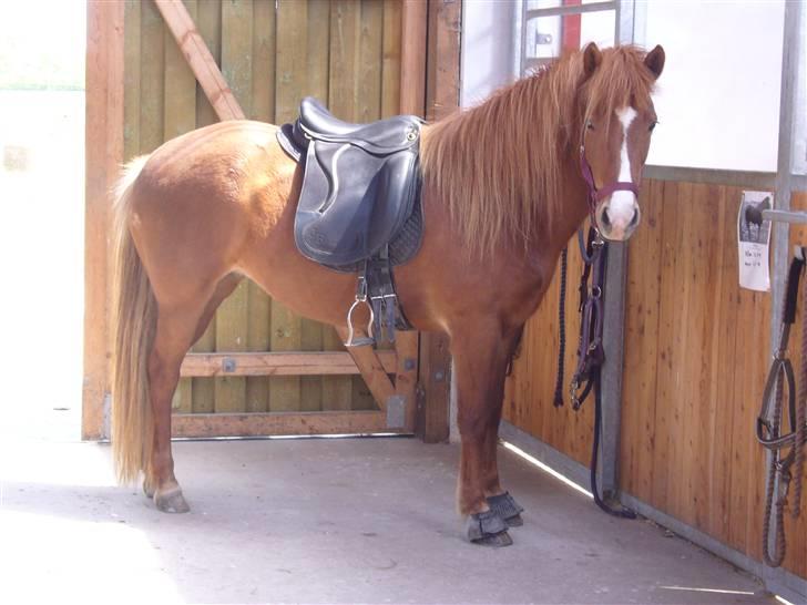 Islænder Týra frá Tirsvad<3<3<3 - Trav til Ganti stævnet 2009 billede 13