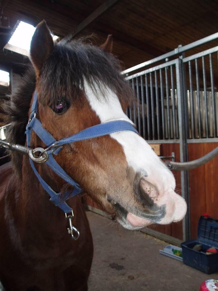 Anden særlig race Flobbi  billede 4