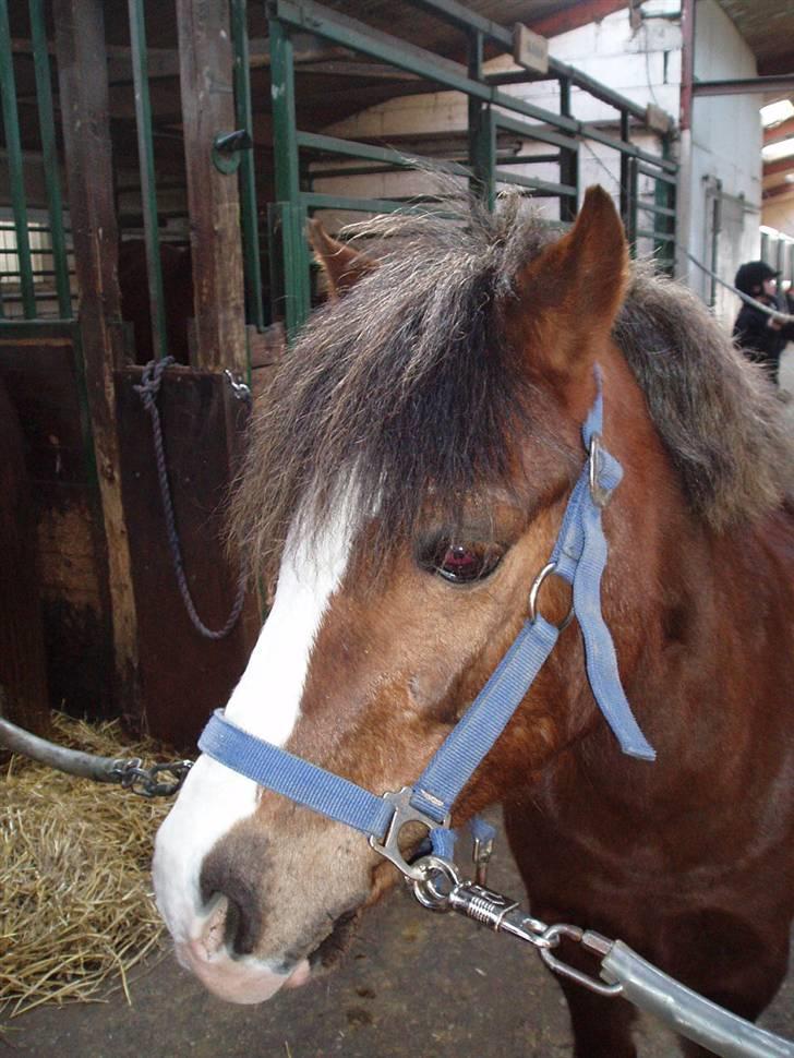 Anden særlig race Flobbi  billede 9