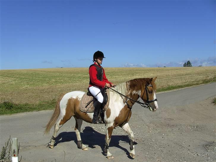 Pinto Indiana Jones Solgt:'( - min første jagt på min lille indi billede 7
