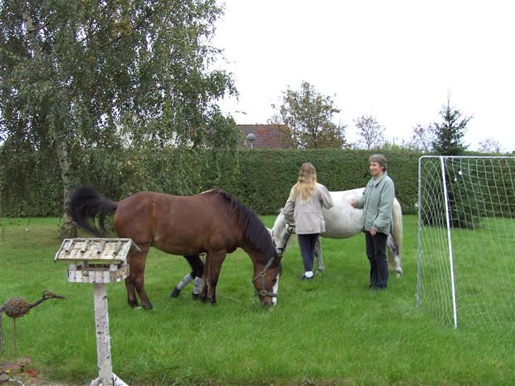 Anden særlig race Charlie- gammel part - romeo og charlie hjemme på besøg i haven billede 7