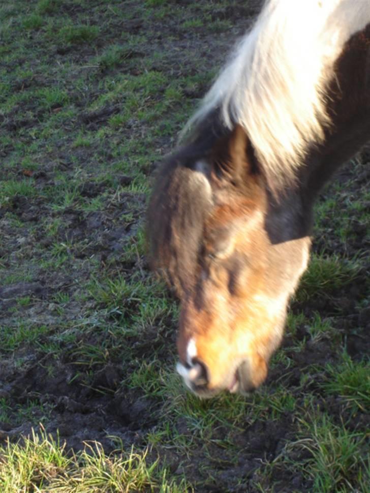 Anden særlig race Dixie R.I.P. billede 8