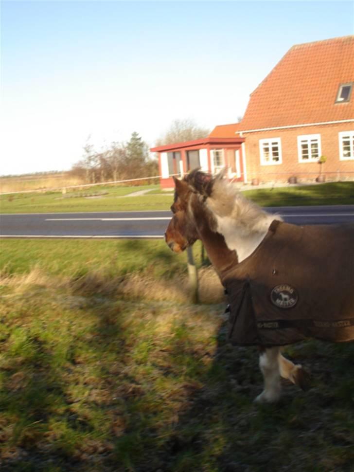 Anden særlig race Dixie R.I.P. billede 9