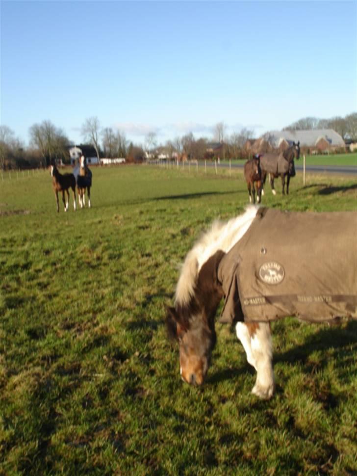 Anden særlig race Dixie R.I.P. billede 10