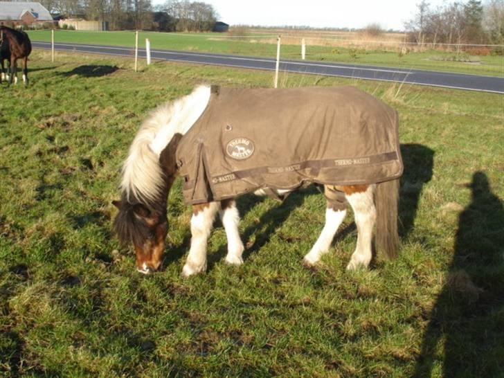 Anden særlig race Dixie R.I.P. billede 11