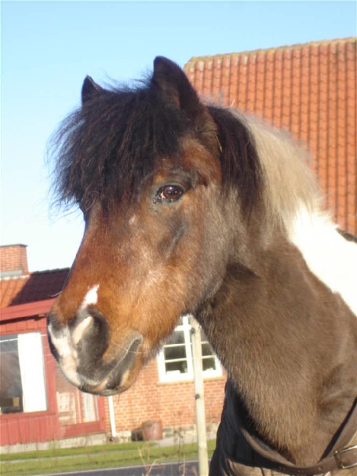 Anden særlig race Dixie R.I.P. billede 12