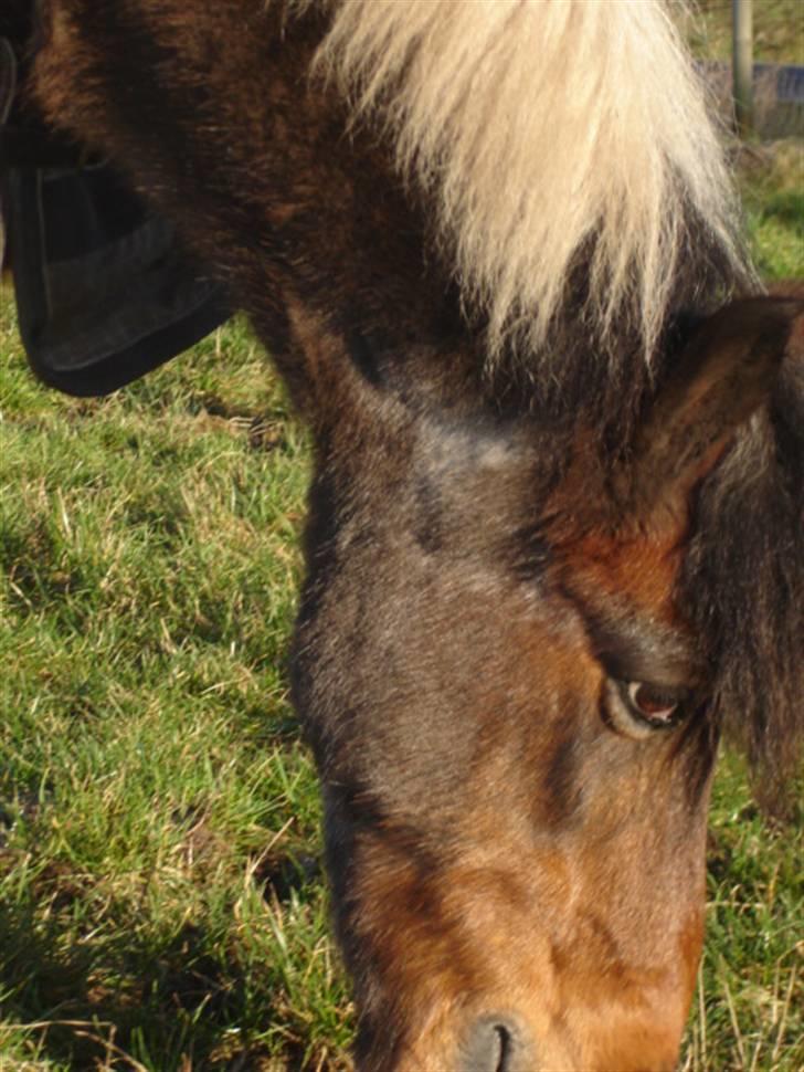 Anden særlig race Dixie R.I.P. billede 13