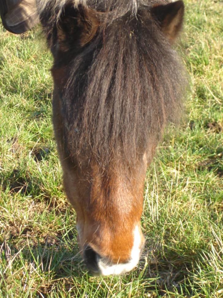 Anden særlig race Dixie R.I.P. billede 14