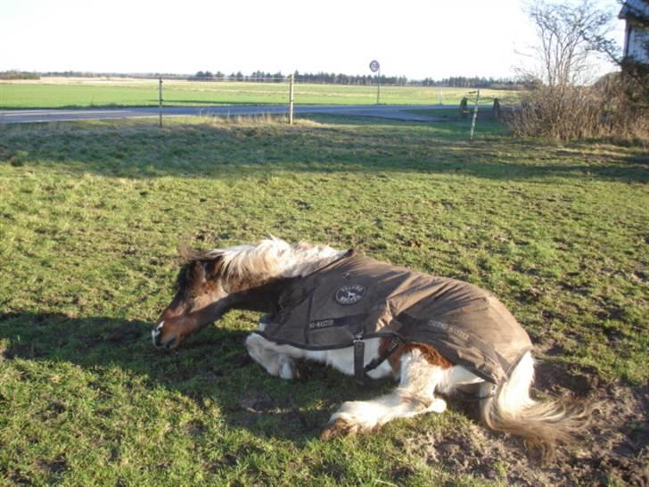 Anden særlig race Dixie R.I.P. billede 15