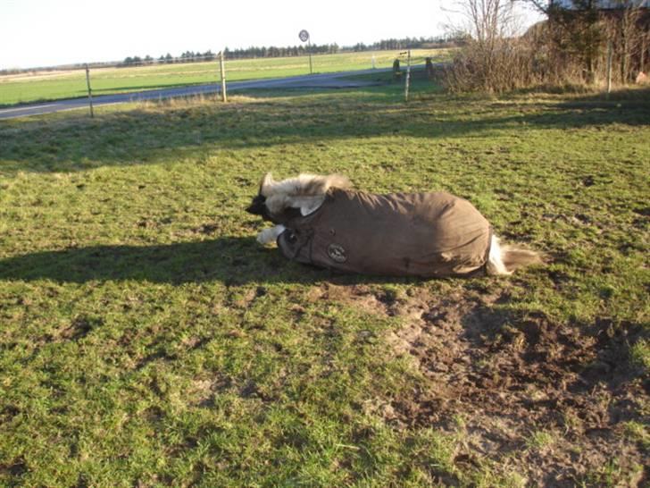 Anden særlig race Dixie R.I.P. billede 16