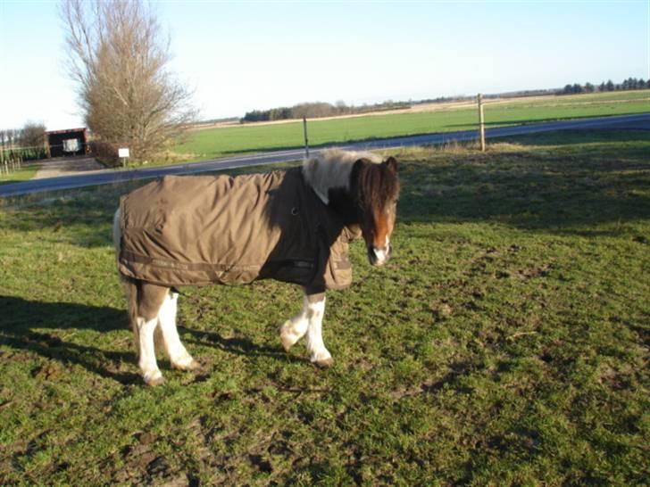 Anden særlig race Dixie R.I.P. billede 17