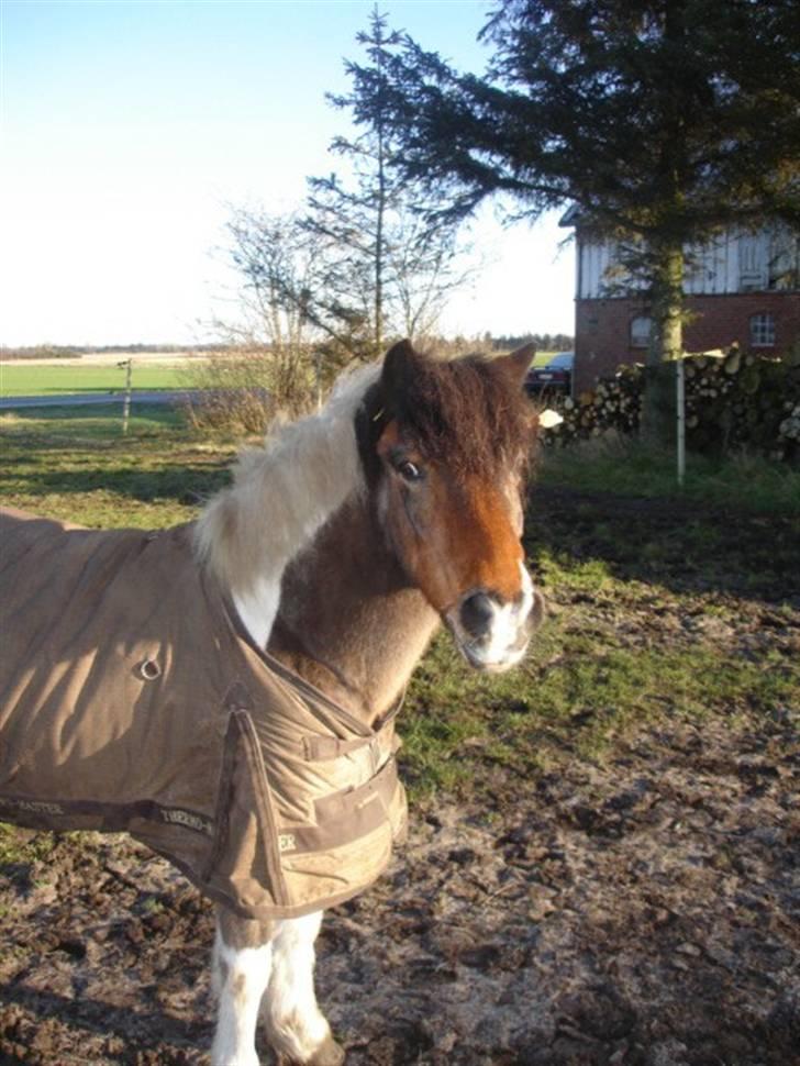 Anden særlig race Dixie R.I.P. billede 18