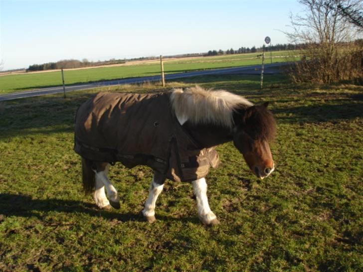 Anden særlig race Dixie R.I.P. billede 19