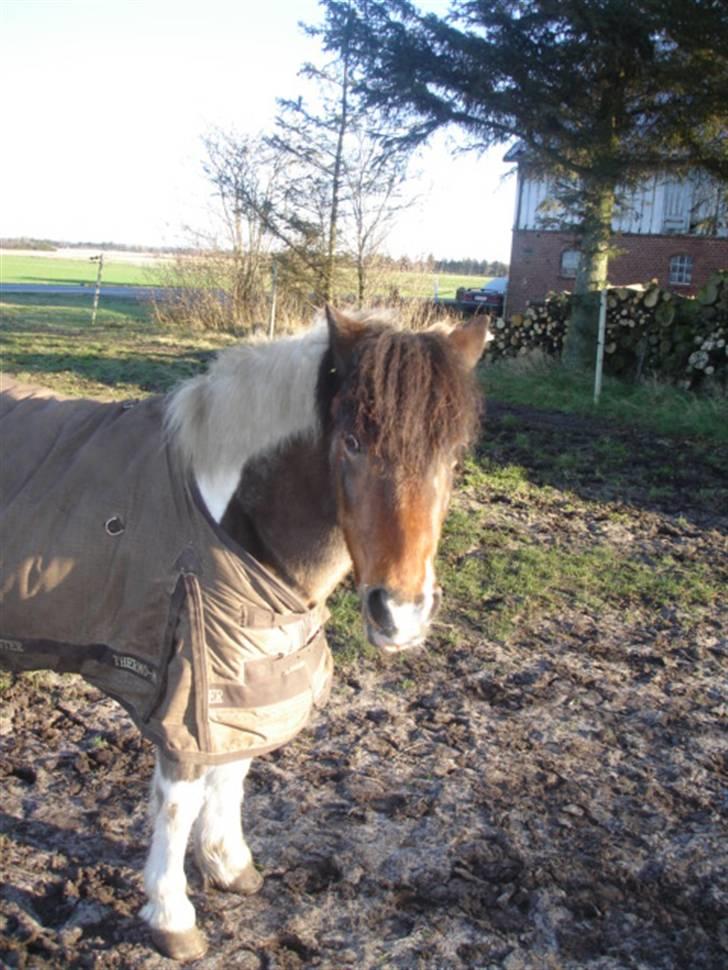 Anden særlig race Dixie R.I.P. billede 20