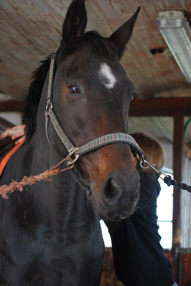 Oldenborg Tenna Af Kloster R.I.P billede 8