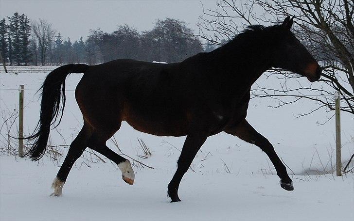 Oldenborg Tenna Af Kloster R.I.P billede 9