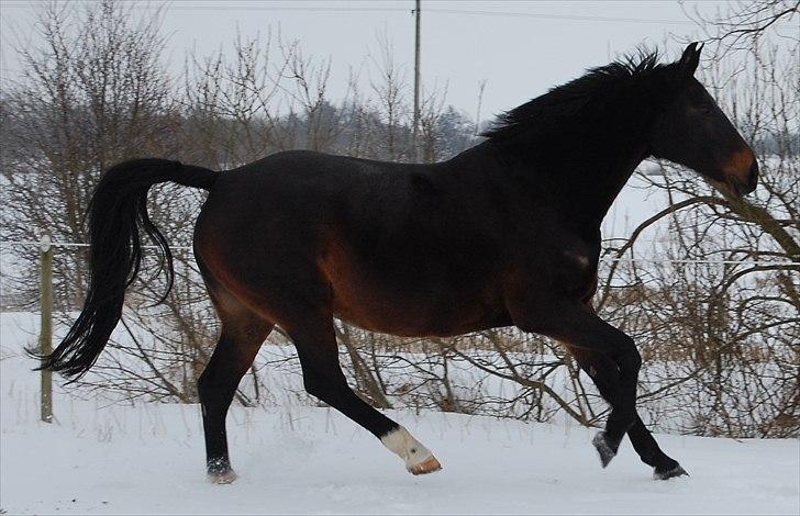 Oldenborg Tenna Af Kloster R.I.P billede 10