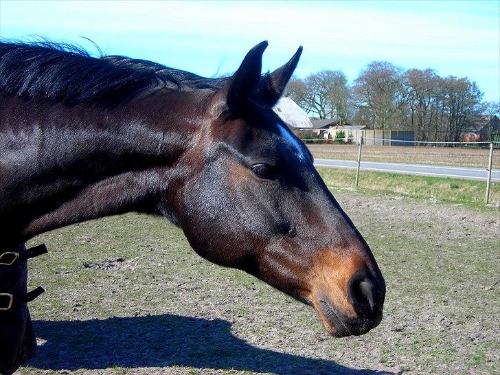 Oldenborg Tenna Af Kloster R.I.P billede 11