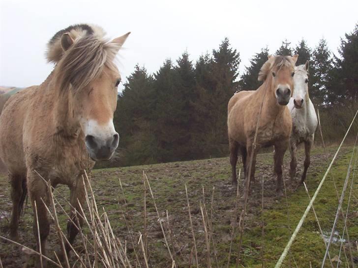 Fjordhest Mickey - Mickey bagrest med Duracell billede 17