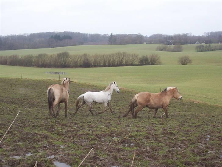 Fjordhest Mickey - Ligner nærmest at de læger kongens efterfølger hehe :D billede 18