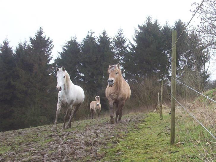 Fjordhest Mickey - Fuuld frem fremad :D billede 19