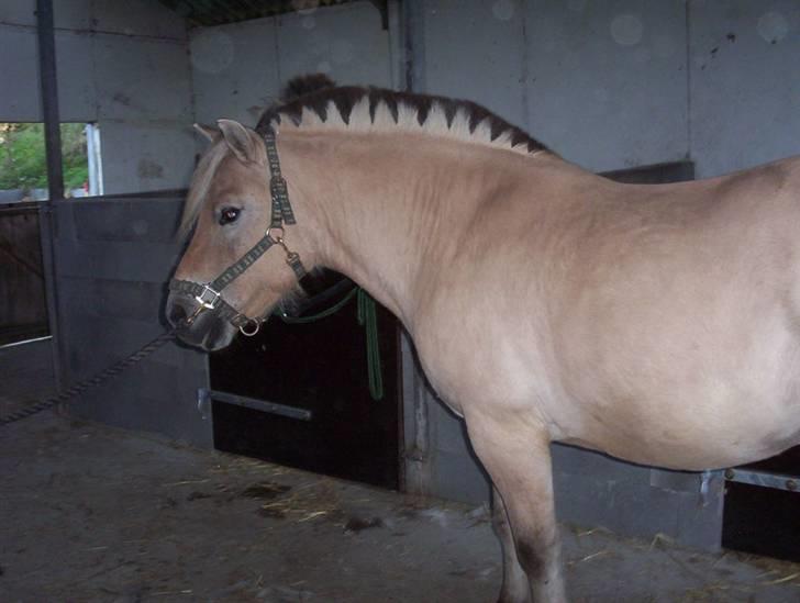 Fjordhest Mickey - Klippet for første gang :/ :D billede 20