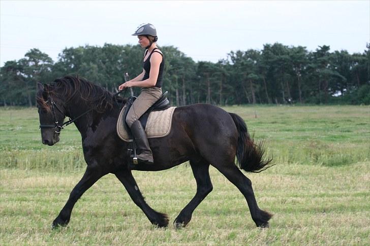 Anden særlig race Mokka Safir - Dressur d. 20 juli 2010 billede 7