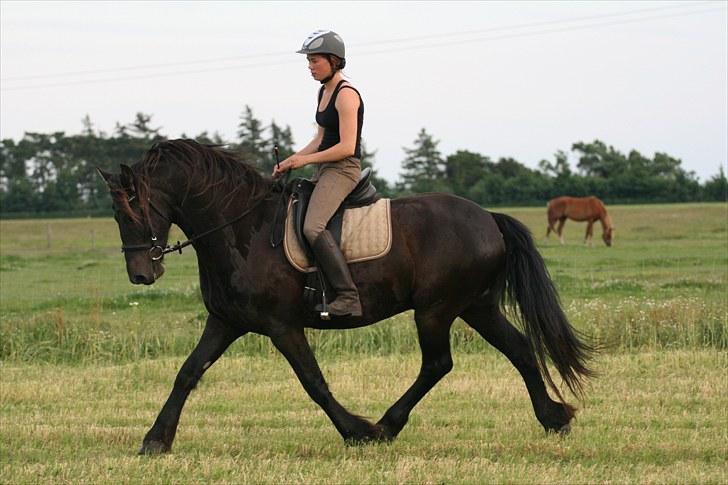 Anden særlig race Mokka Safir - Dressur d. 20 juli 2010 billede 8
