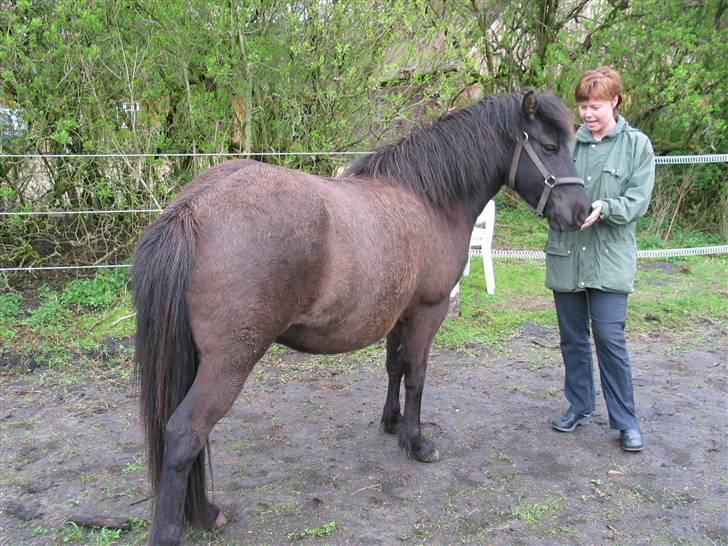 Islænder gersemi fra NR. felding  - gammelt billede fra fårste gang med baby i maven billede 2