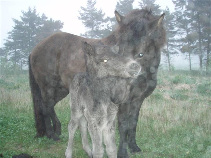 Islænder gersemi fra NR. felding  - og der kom babyen så ud  billede 4