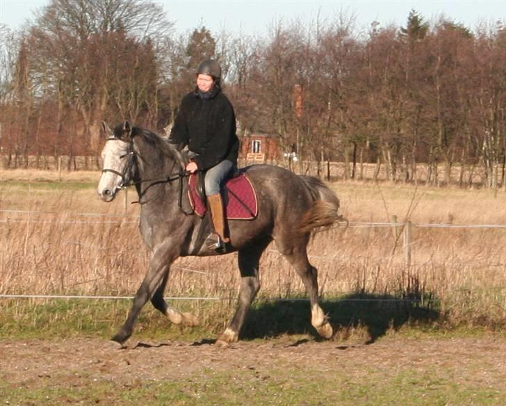 Dansk Varmblod Pilelundens Seven Star - Dragonfly, 4 år, hoppe, efter Coronado II billede 9