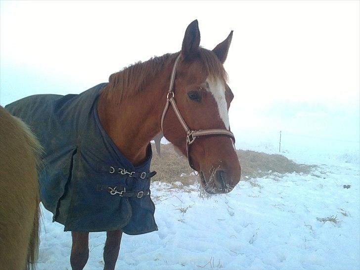 Dansk Varmblod Lillelunds Anja (Addi) R.I.P - Synes det er meget koldt at være hest! 21 dec 2010 billede 3